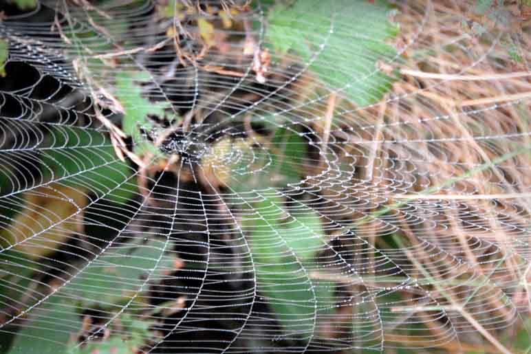 spider web
